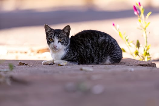 Small domestic cat photo
