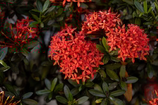 Red Jungle Flame Plant Flower photo