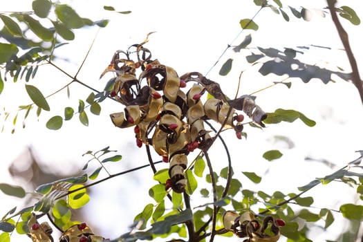 Saga Tree Seeds photo