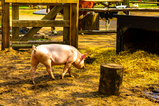 Domestic pigs in the enclosure zoo Keukenhof park Lisse Netherlands. photo