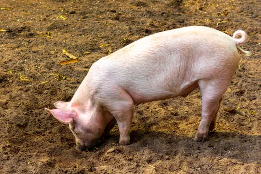 Domestic pigs in the enclosure zoo Keukenhof park Lisse Netherlands. photo