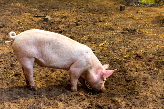 Domestic pigs in the enclosure zoo Keukenhof park Lisse Netherlands. photo