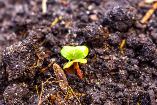 Garden with round beds soil young sprouts plants in Germany. photo