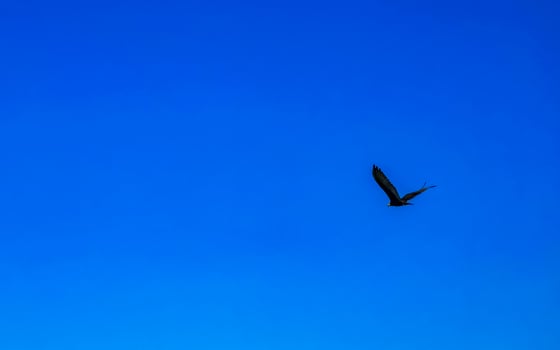 Flying vulture eagle bird of prey in blue sky Mexico. photo