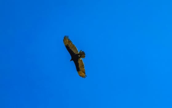 Flying vulture eagle bird of prey in blue sky Mexico. photo