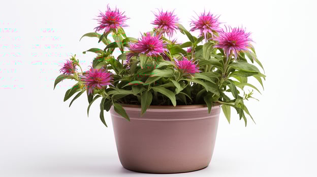 Photo of Monarda flower in pot isolated on white background. Generative AI