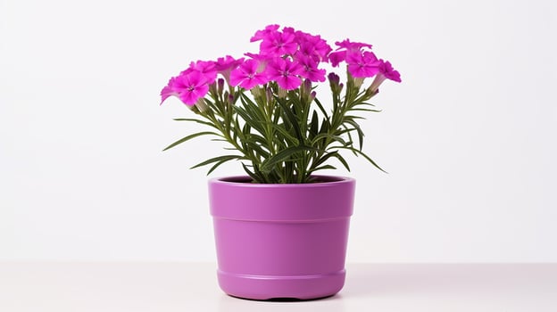 Photo of Sweet William flower in pot isolated on white background. Generative AI