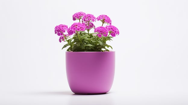 Photo of Verbena flower in pot isolated on white background. Generative AI