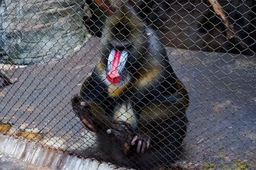 Selective focus of mandrill monkey sitting in his cage in the afternoon. Great for educating children about wild animals. photo
