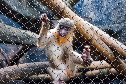 Selective focus of mandrill monkey sitting in his cage in the afternoon. Great for educating children about wild animals. photo