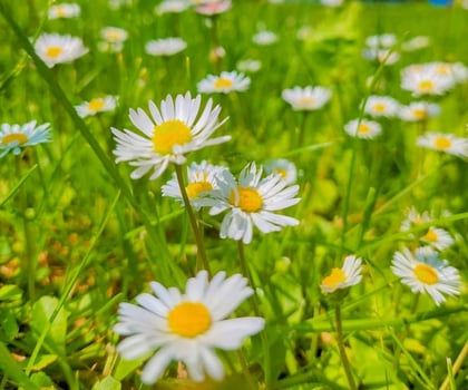 Beautiful blooming flower in garden photo