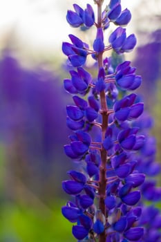 Purple wild lupin Lupinus polyphyllus blooms in a meadow. A field with wild purple flowers. photo