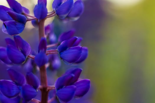 Purple wild lupin Lupinus polyphyllus blooms in a meadow. Flower close-up. Macro photography. photo
