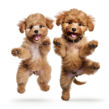 Lovey dogs in isolated white background photo