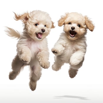 Lovey dogs in isolated white background photo