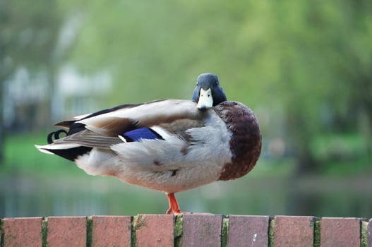 Cute Water Bird at Local Public Park's Lake of Bedford City of England Great Britain, UK. Image Was Captured on April 22nd, 2023 photo