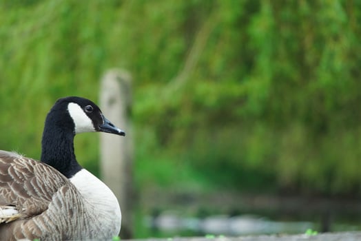 Cute Water Bird at Local Public Park's Lake of Bedford City of England Great Britain, UK. Image Was Captured on April 22nd, 2023 photo