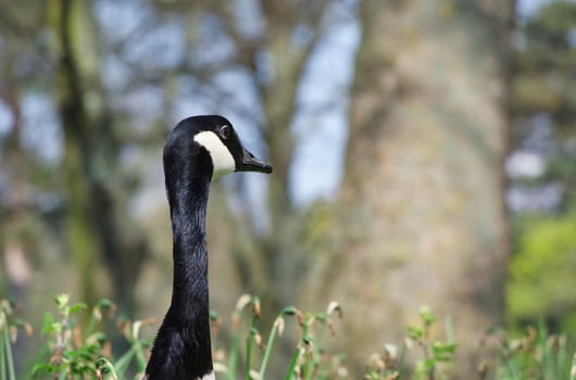 Cute Water Bird at Local Public Park's Lake of Bedford City of England Great Britain, UK. Image Was Captured on April 22nd, 2023 photo
