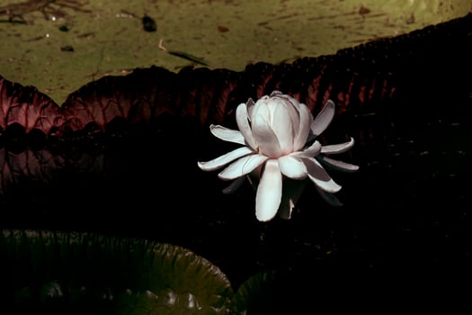 A lily in a pond photo