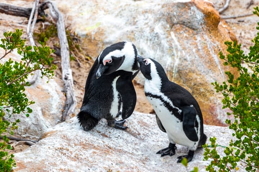 South african penguins colony of spectacled penguins penguin Cape Town. photo