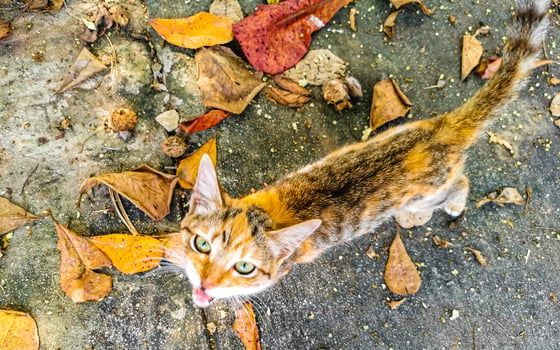 Cute stray cat living outside in free nature. photo