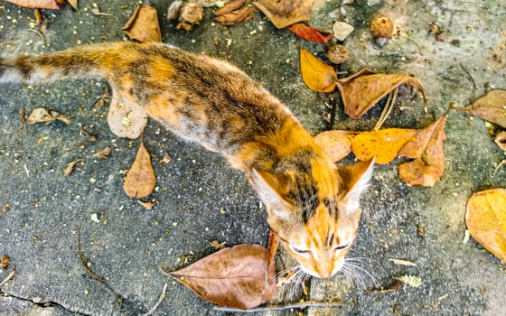 Cute stray cat living outside in free nature. photo