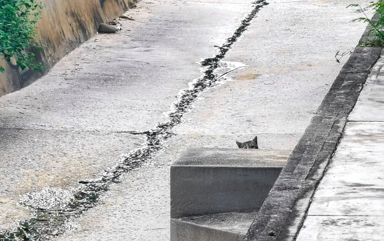 Cute stray cat living outside in free nature. photo