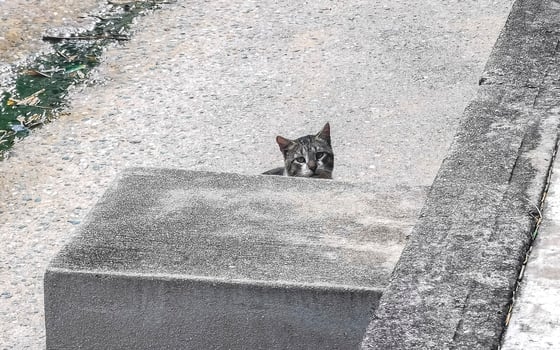 Cute stray cat living outside in free nature. photo