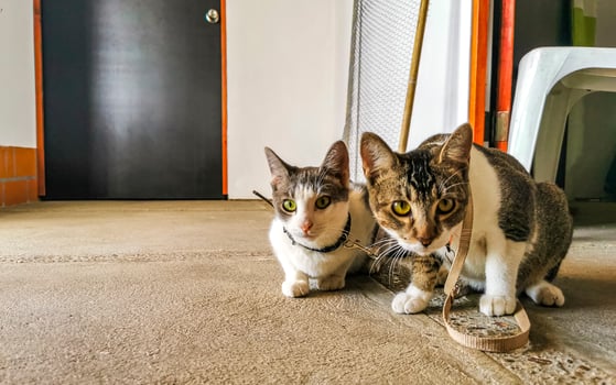 Cute cat cats tethered with collar in Mexico. photo