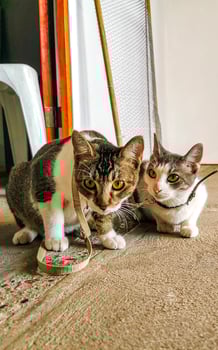 Cute cat cats tethered with collar in Mexico. photo