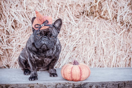 French bulldog near a Halloween pumpkin. Dog portrait on a background of straw. Animal. photo