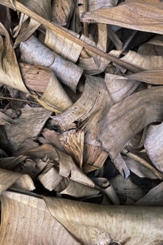 brown dried banana leaf background photo