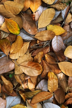 Colorful autumn fallen leaves on brown forest soil background photo