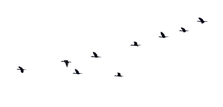 Silhouette flock of birds flying in a row photo
