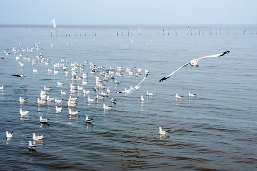 Flock of seagulls at Bangpu Recreation Center photo