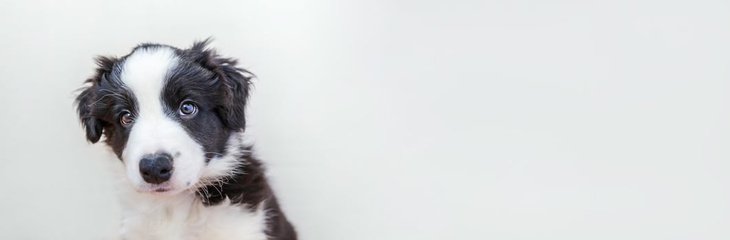 Funny studio portrait of cute smilling puppy dog border collie isolated on white background. Pet care and animals concept. Banner photo