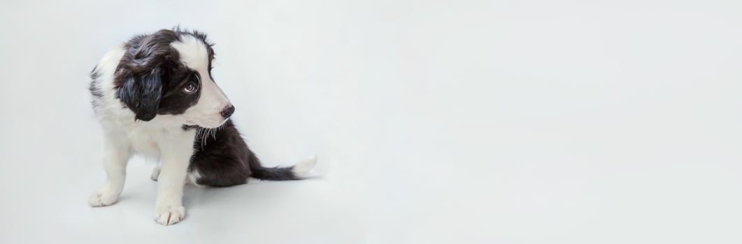 Funny studio portrait of cute smilling puppy dog border collie isolated on white background. Pet care and animals concept. Banner photo