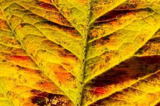 Closeup autumn fall extreme macro texture view of red orange wood sheet tree leaf glow in sun background. Inspirational nature october or september wallpaper. Change of seasons concept. photo