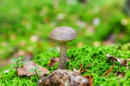 Edible small mushroom with brown cap Penny Bun leccinum in moss autumn forest background. Fungus in the natural environment. Big mushroom macro close up. Inspirational natural summer fall landscape photo
