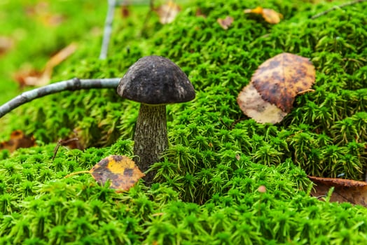 Edible small mushroom brown cap Penny Bun leccinum in moss autumn forest background. Fungus in the natural environment. Big mushroom macro close up. Inspirational natural summer or fall landscape. photo