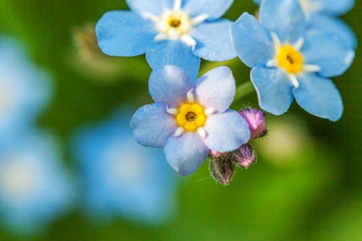 Beautiful wild forget-me-not Myosotis flower blossom flowers in spring time. Close up macro blue flowers, selective focus. Inspirational natural floral blooming summer garden or park. photo