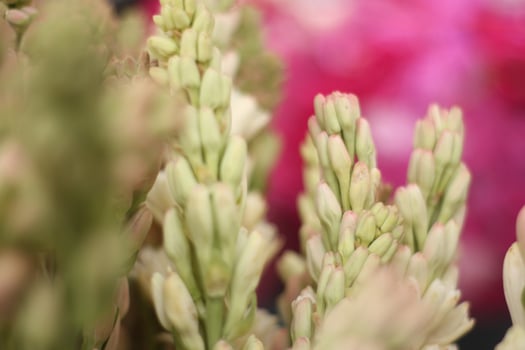 lost of tuberose flowers taken close up. photo