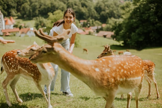 Little girl among reindeer herd on the sunny day photo