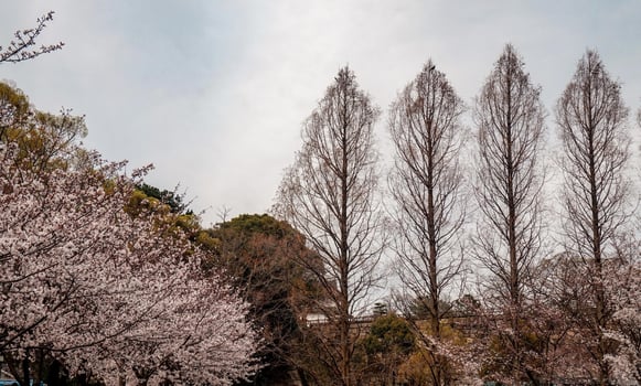beautiful pink sakura cherry blossom flowers blooming in the garden in spring photo