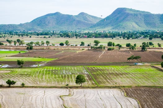 Rice field with mountain arid dry photo