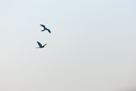 colorful scarlet  Yellow green  macaw parrot and Sun Conure  flying with group in bright blue sky background photo