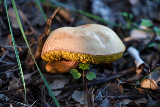 Detail of a wild mushrooms in their natural environment photo