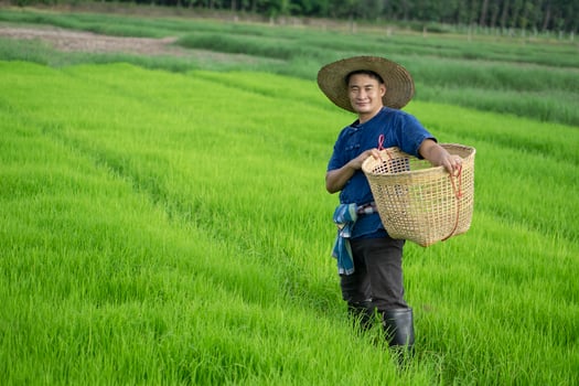 Asian farmer is at paddy field, holds basket to get rid of grass or weeds in rice field by hands. Concept , Agricultural occupation. Organic farming. No chemical using. Use natural ways. Thai farmer. photo