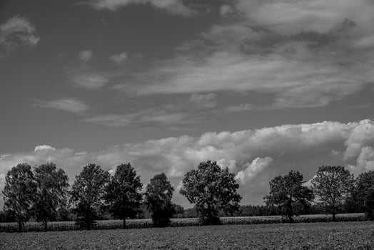 summer time in westphalia photo