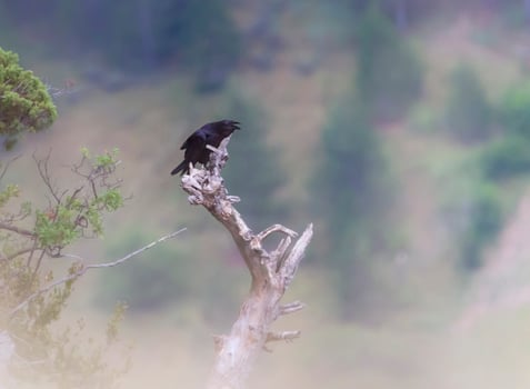 Carrion crow, corvus corone singing photo